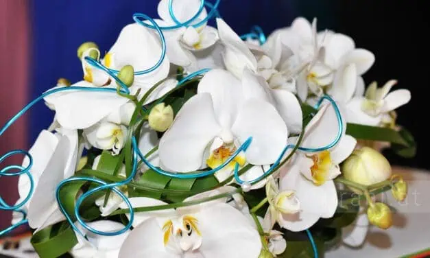 Schnittblumen länger frisch halten