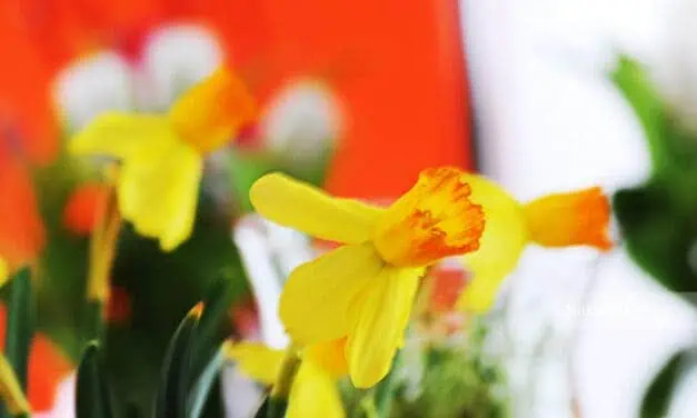 Ostern in Österreich