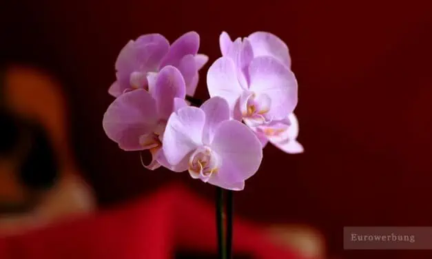 Pflegetipps für Orchidee