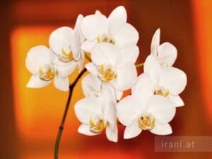 Pflegetipps für Orchidee