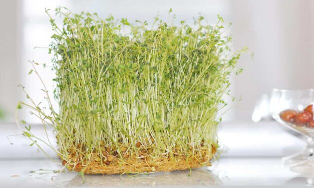 Nowruz Vorbereitung-Sabze selber ziehen