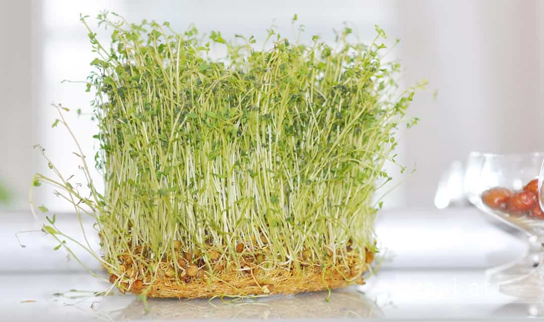 Nowruz Vorbereitung-Sabze selber ziehen