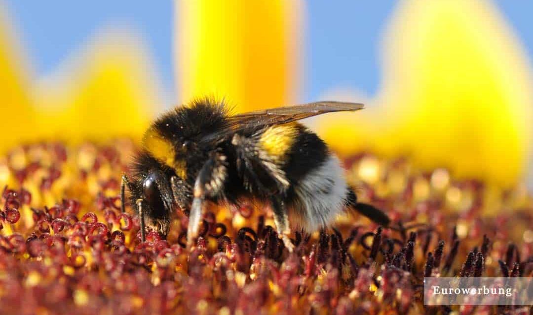 Fledermäuse und Vögel als fleißige Gartenhelfer