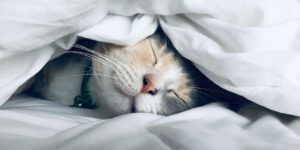 Wie kann man gut schlafen