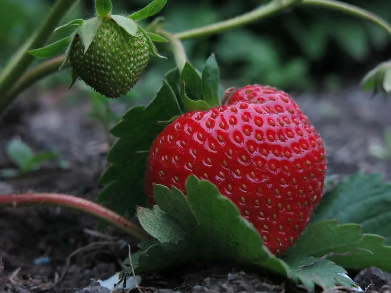 Erdbeeren selber pflücken, Sorte Elsanta