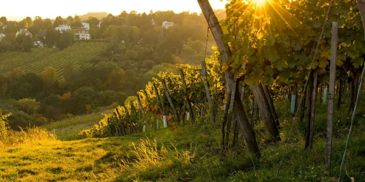 Weinlese in Wien: Die 3 besten Weinregionen der Stadt