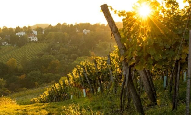 Weinlese in Wien: Die 3 besten Weinregionen der Stadt