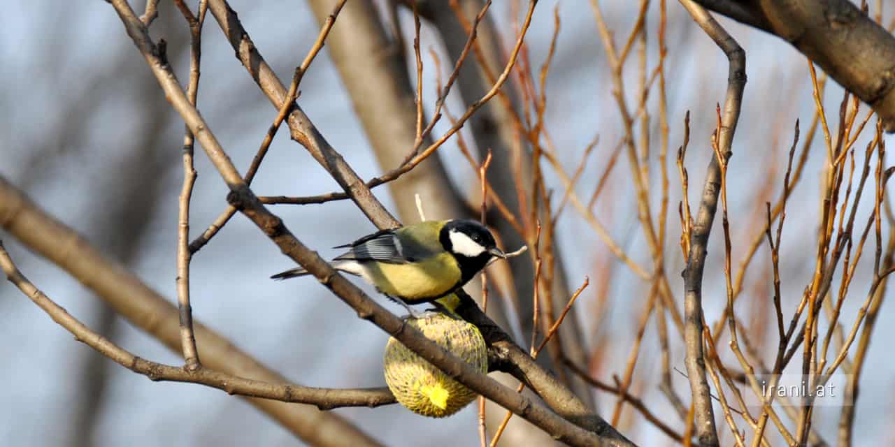 Am Freitag beginnt Österreichs größte Vogelzählaktion