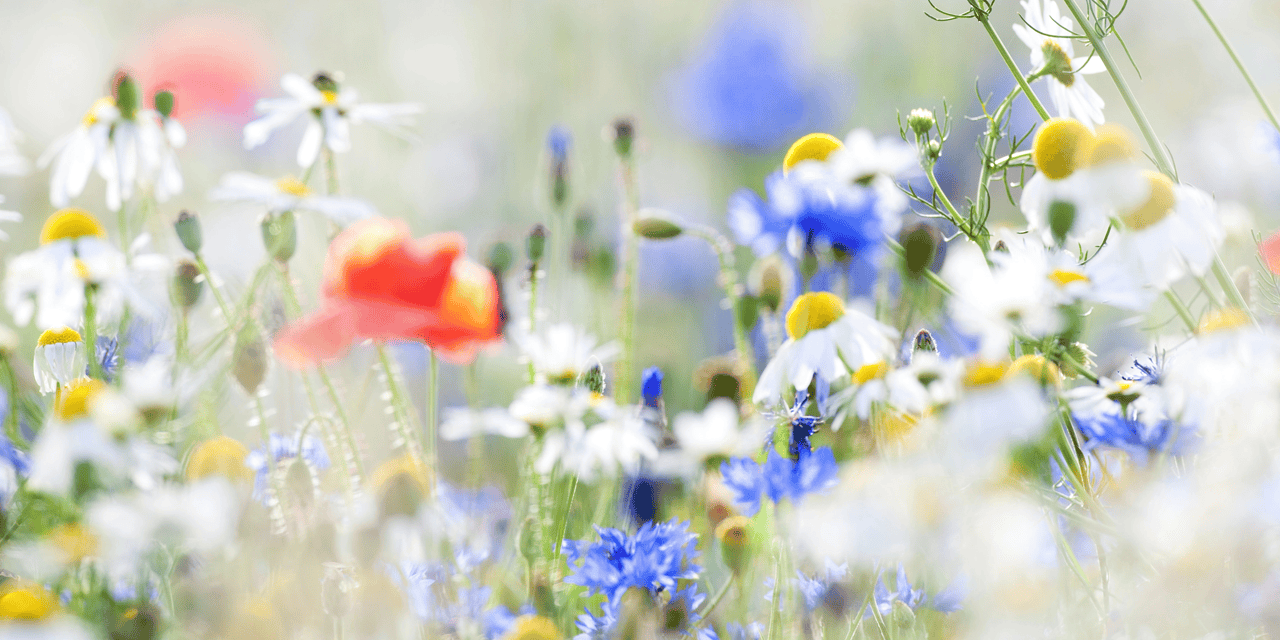 Frühling-Nowruz